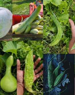 Gourd Plant