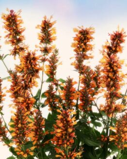 Agastache Plant