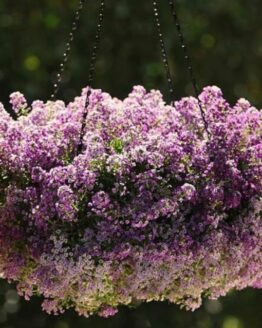 Alyssum Plant
