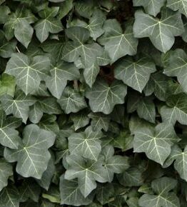 Ivy Plant