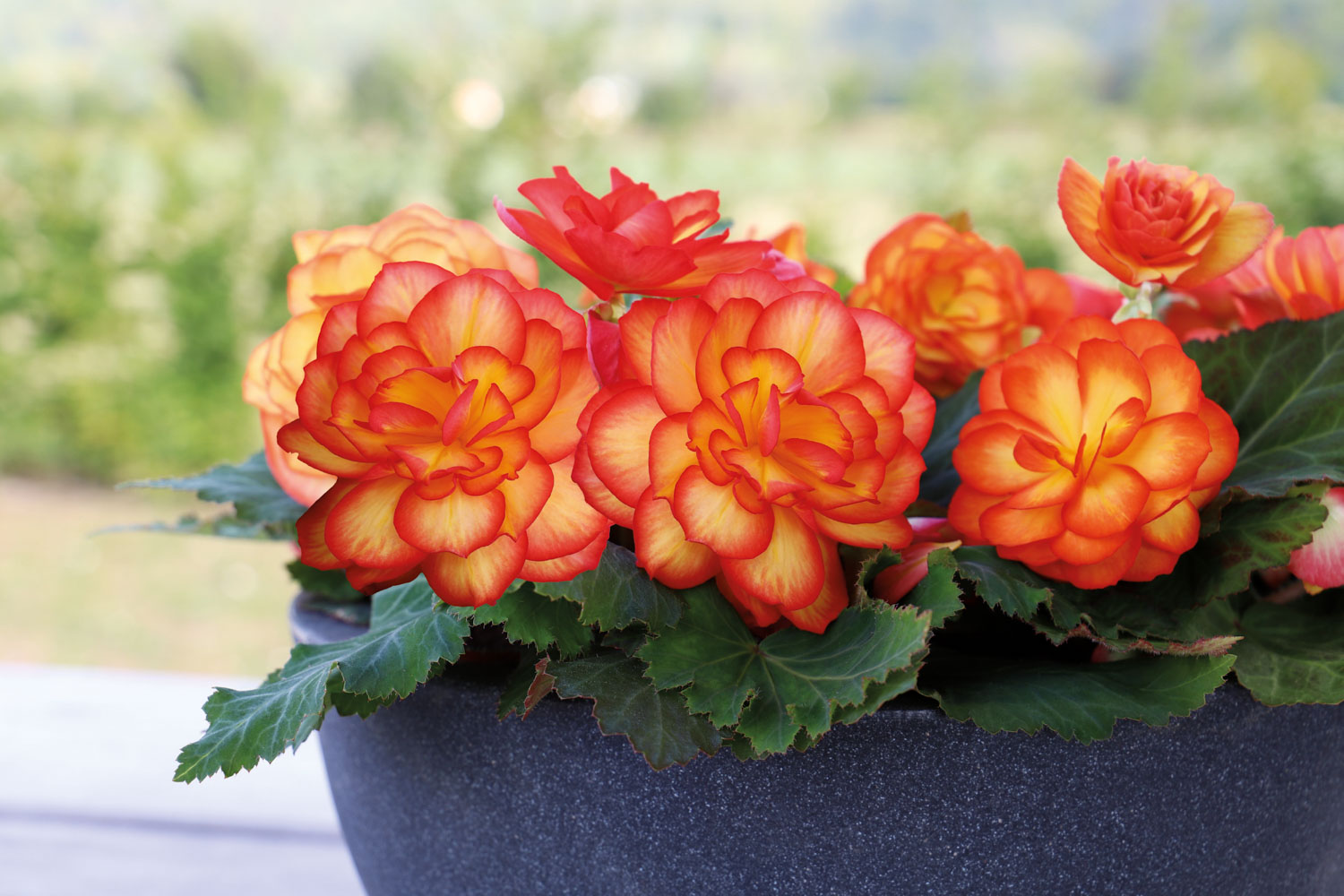 Begonia Nonstop Fire 8