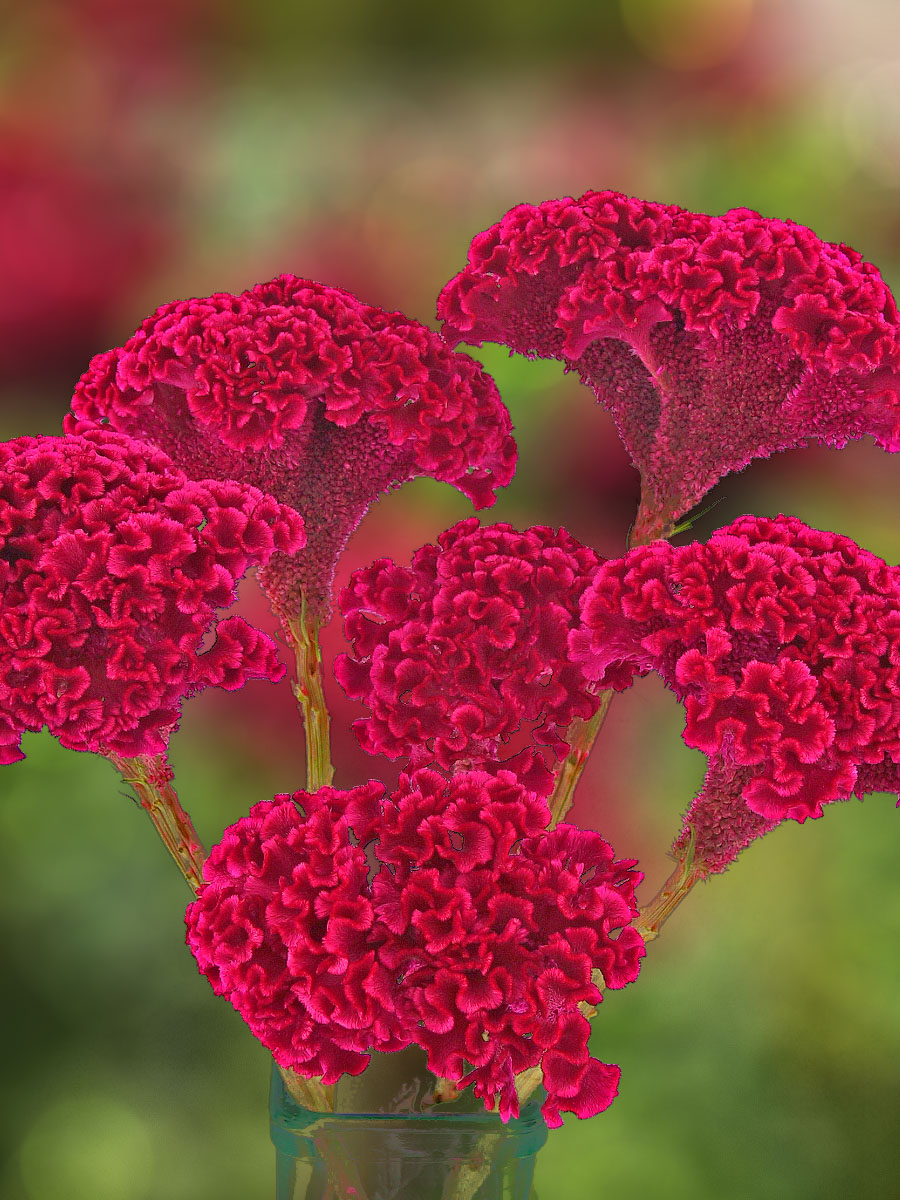 Celosia Tornado Red 2