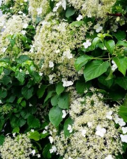 Climbing Hydrangea Plant