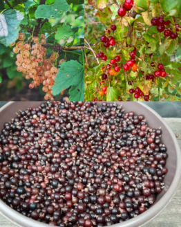 Currant Plant