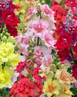 Snapdragon Plant