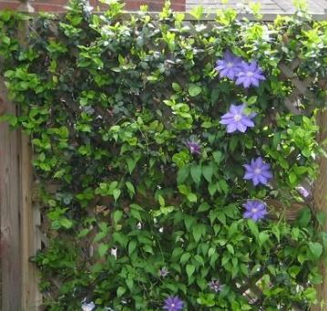 HFYoungClematis