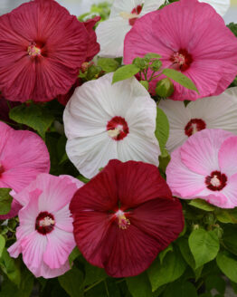 Hibiscus Plant