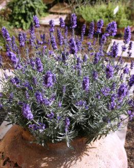 Lavender Plant