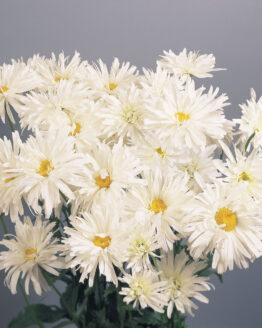 Daisy Plant