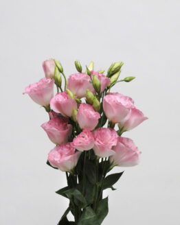 Lisianthus Plant