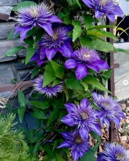 Clematis Plant