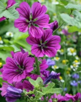 Malva Plant