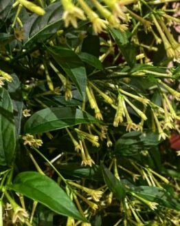 Jasmine Plant
