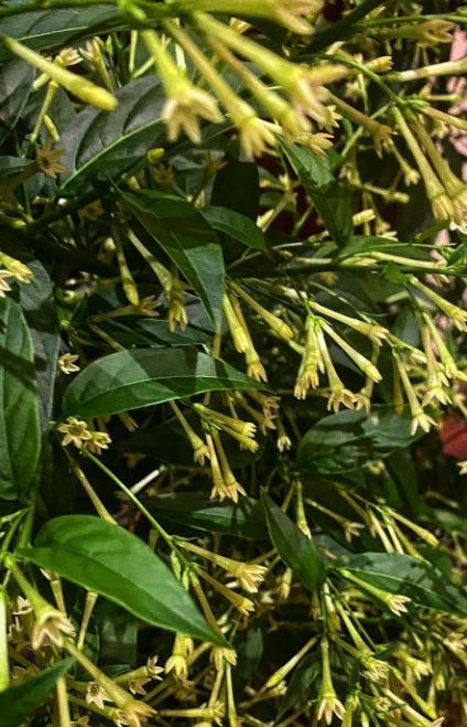 Nightbloomingjasmine