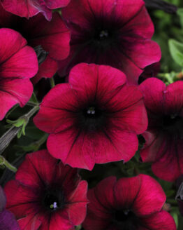 Petunia Plant
