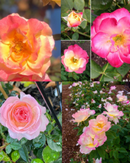 Rose Plant