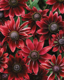 Rudbeckia Plant