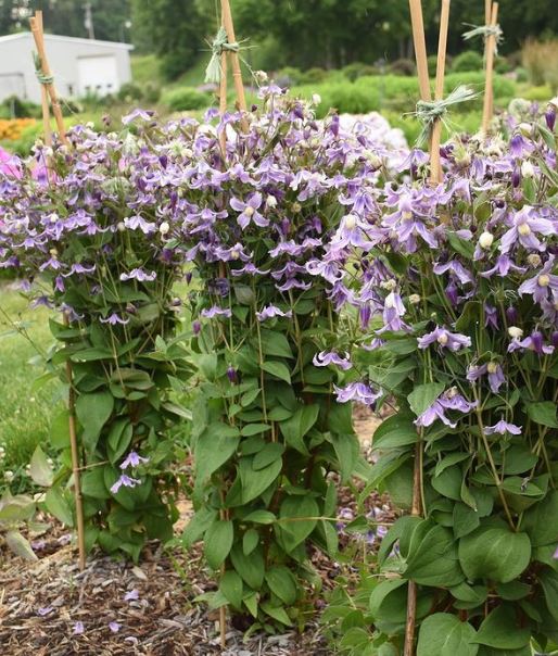 StandByMeLavenderClematis