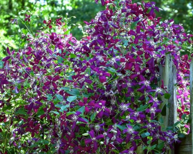 SweetSummerLoveClematis