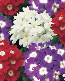 Verbena Plant