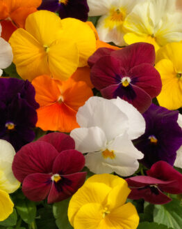 Pansy / Viola Plant