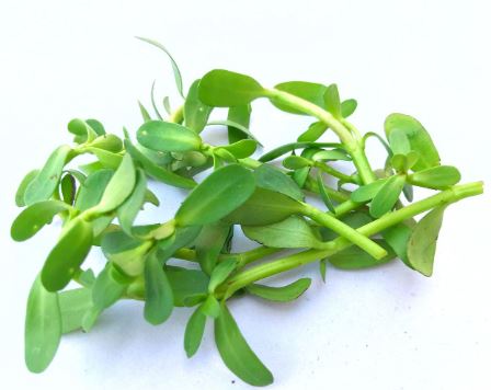Bacopa