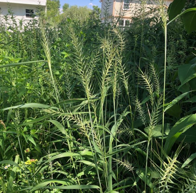 BottleBrushGrass-Elymushystrix