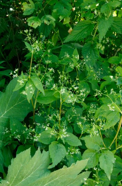 Canadahonewort-Cryptotaeniacanadensis