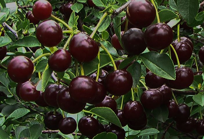 CarmineJewelDwarfCherry