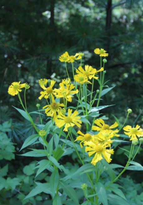 Commonsneezeweed-Heleniumautumnale