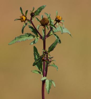 Devilsbeggarticks-Bidensfrondosa