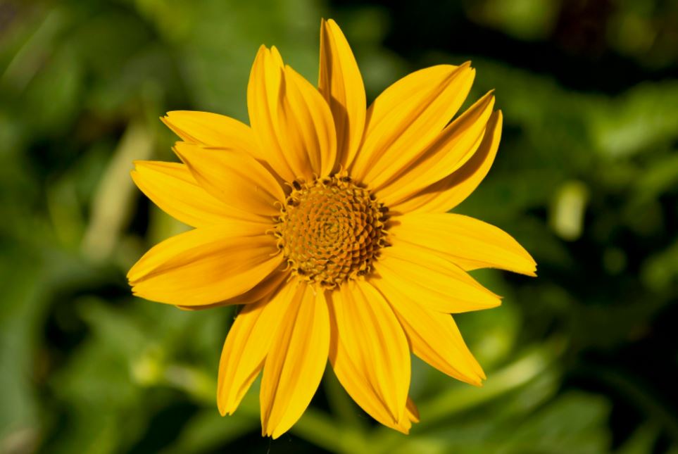 FalseSunflower-HeliopsisHelianthoides