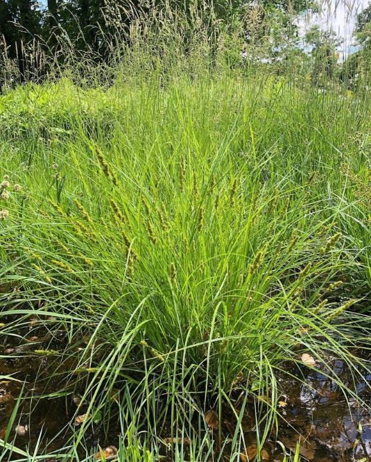 FoxSedge-Carexvulpinoidea