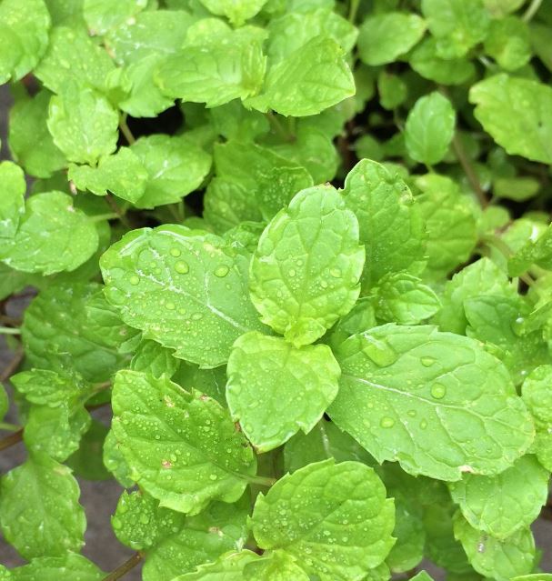 KentuckyColonelMint