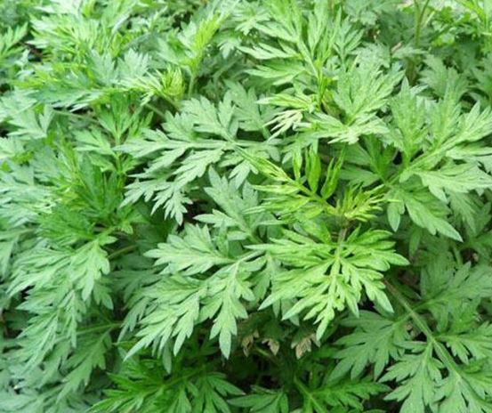 Mugwort