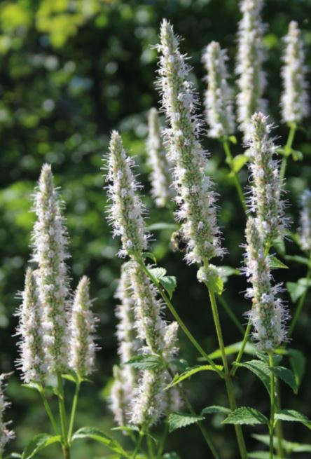 Purplegianthyssop-Agastachescrophulariifolia