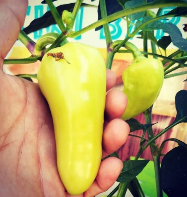 SantaFeGrandePepper