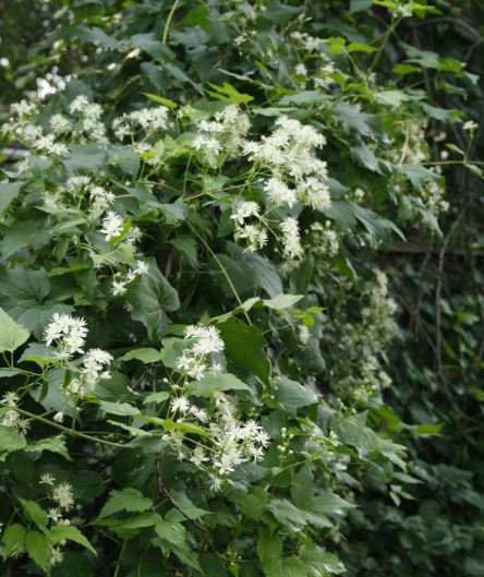 VirginsBower-Clematisvirginiana