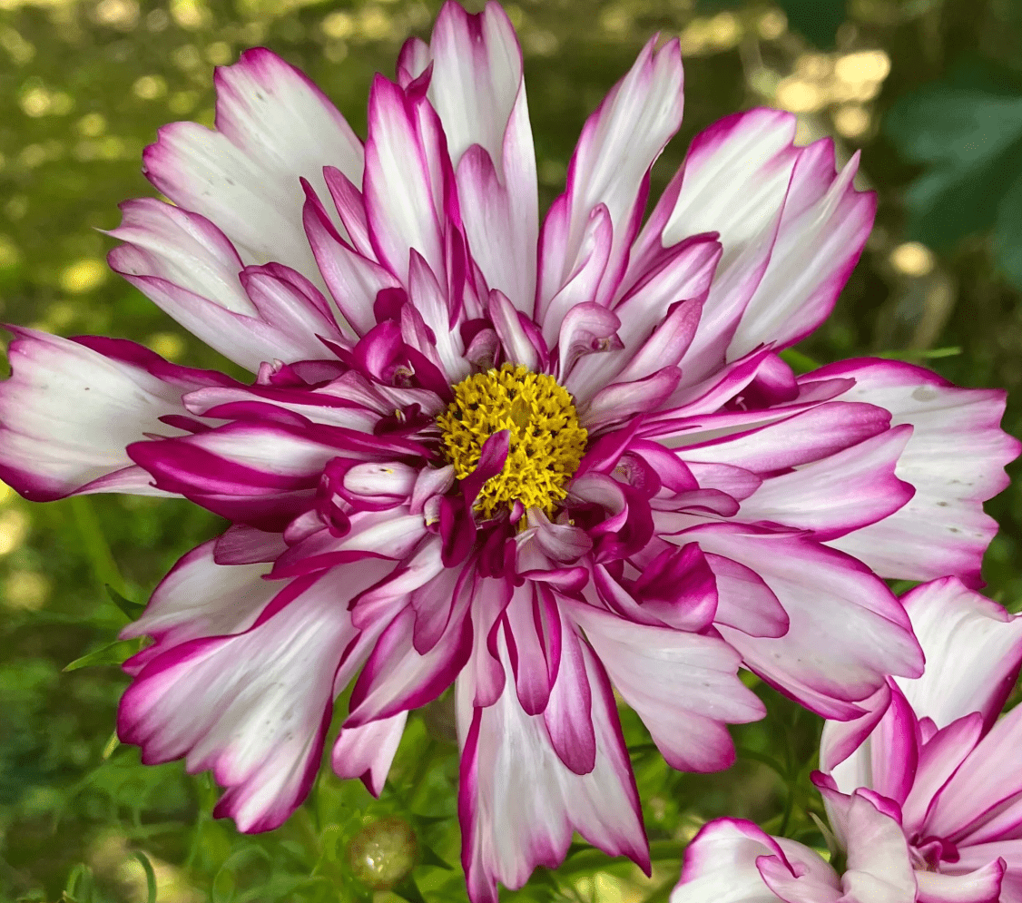 DoubleClickBicolorVioletCosmos