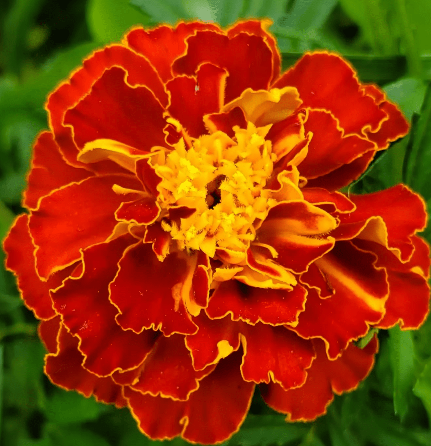 DurangoOutbackMarigoldMix