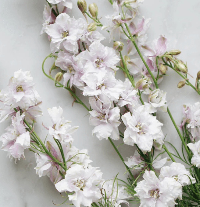 FancySmokeyEyesLarkspur