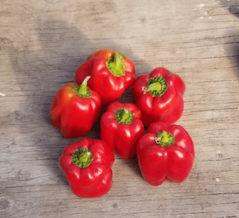 OttawaCommunityPepper