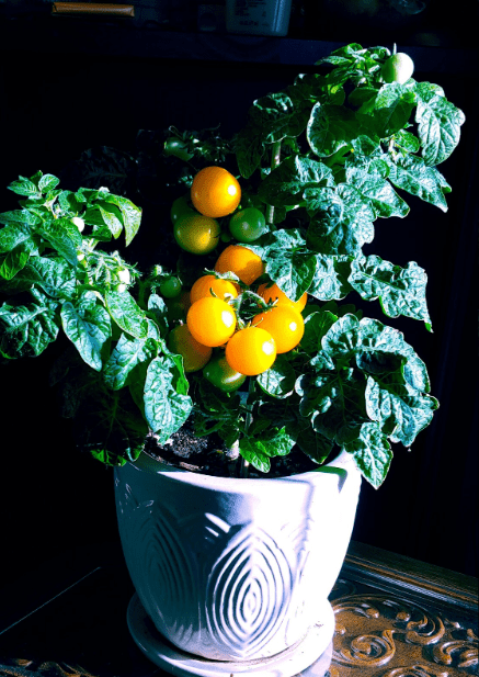 PinnochioOrangeMicroTomato