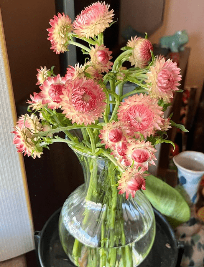 SilveryRoseStrawflower