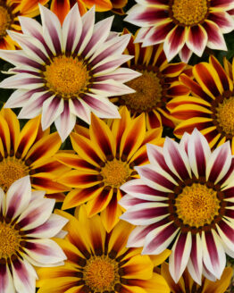 Gazania