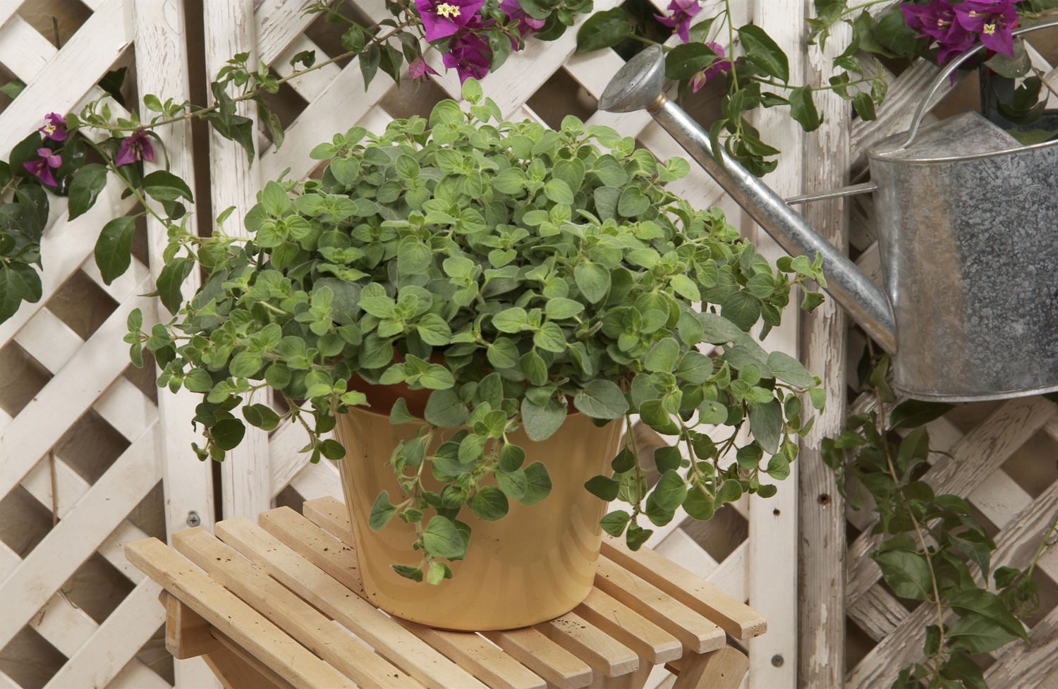 Oregano-Hot-N-Spicy