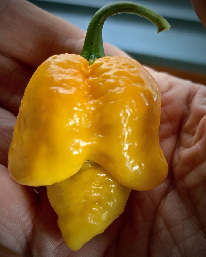 7PotYellow