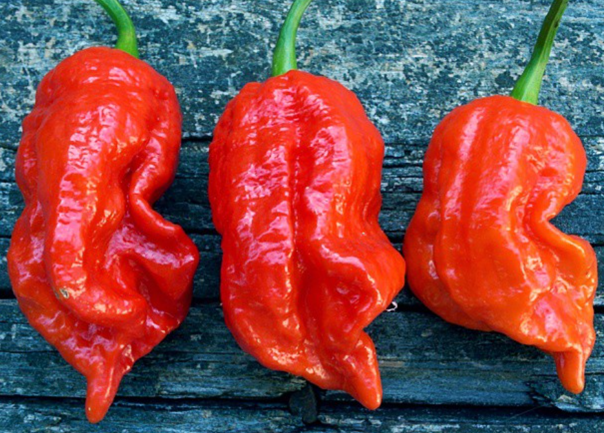 7potBarrackporeHotPepper