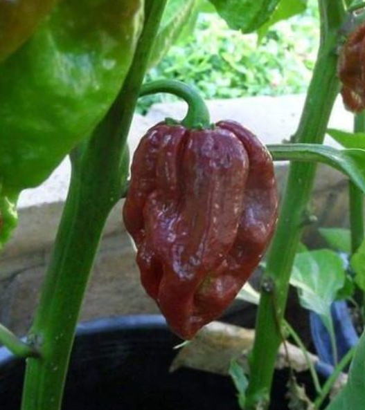 7potchocolatebbq
