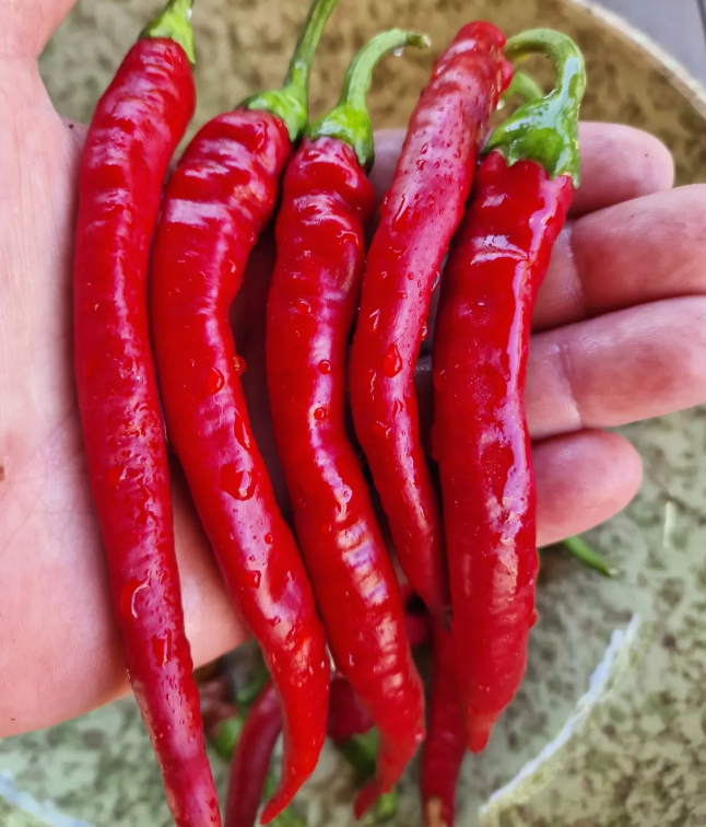 AciSivriHotPepper